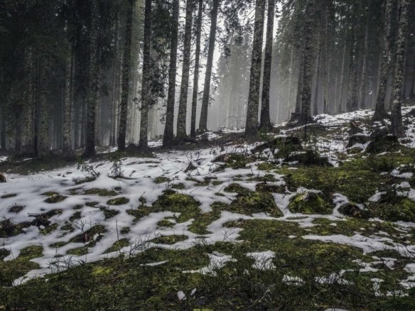 Bliźniak B1 (prawy) – Racławice Wielkie